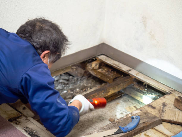 Best DIY Mold Remediation Support Services in Eagleton Village, TN