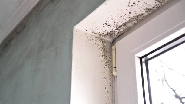 Best Bathroom Mold Remediation in Eagleton Village, TN